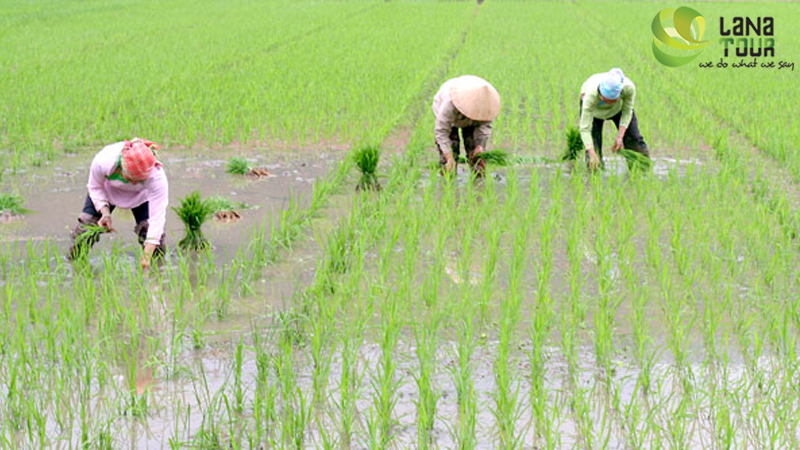 Hoi An - Tour de la riziculture
